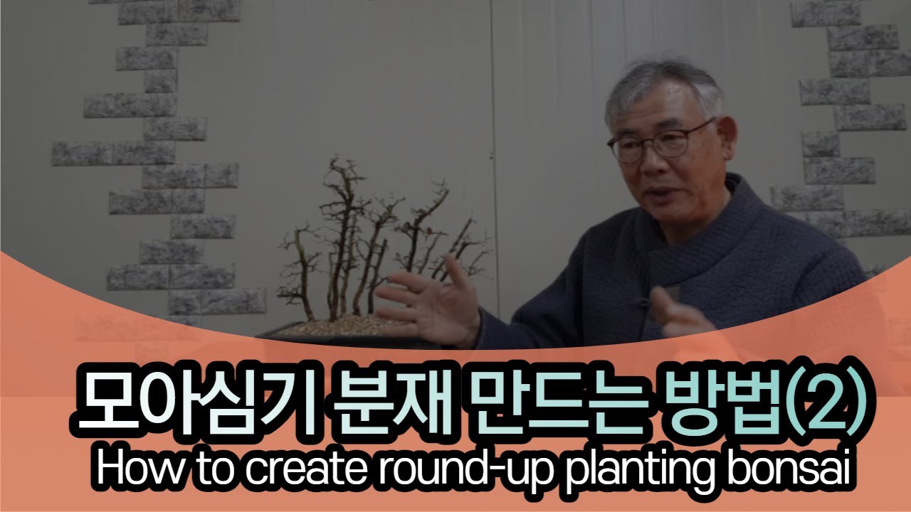 모아심기 분재 만드는 방법(2) How to create round-up planting bonsai
