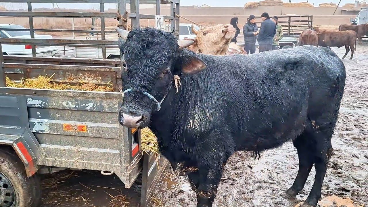 ГУРЛАН 🦬🦬🦬ОЗГИНА 🤏СОЗГИНА КАТТА КИЧИК ХЎКИЗЛАР 11.ЯНВАРЬ 