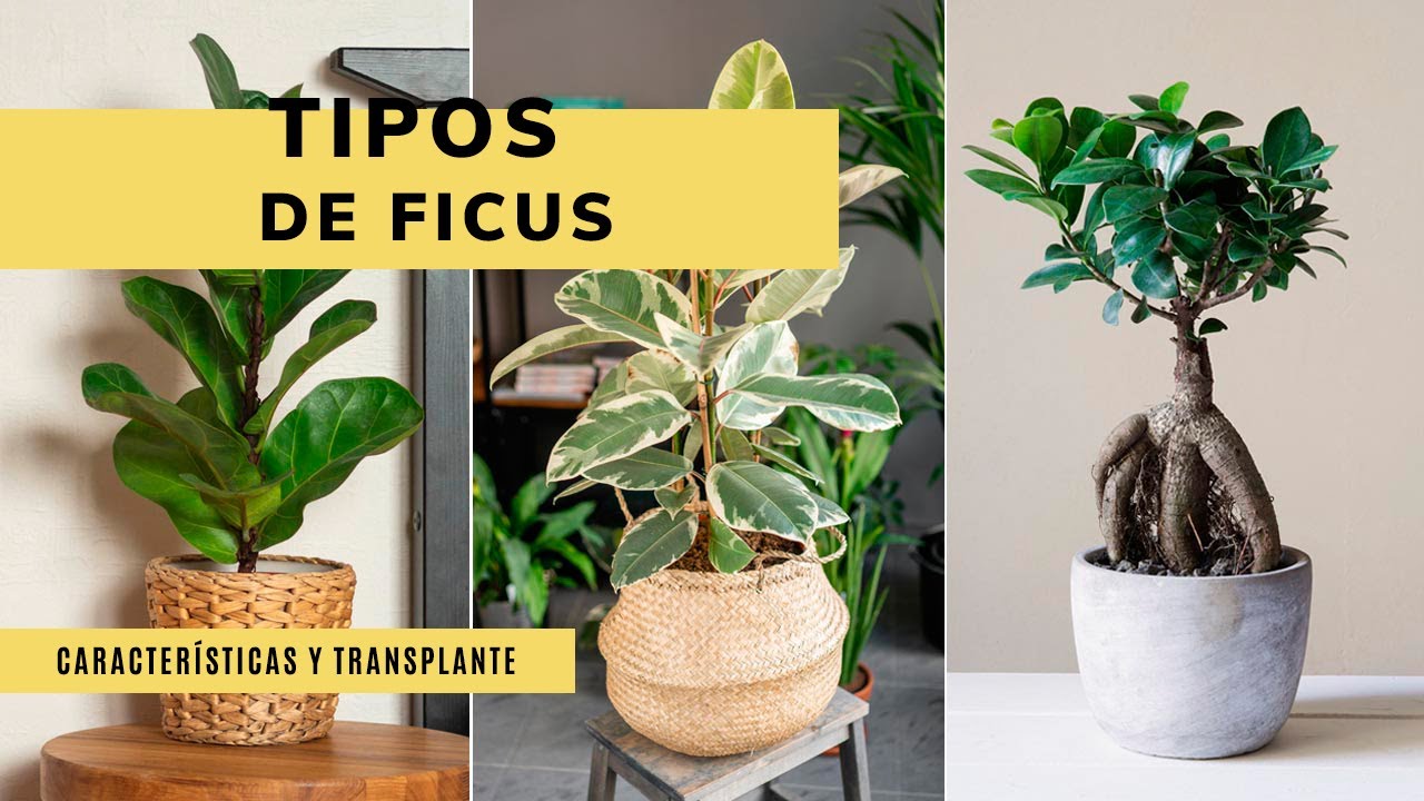 TIPOS de FICUS: Características y trasplante 🌱 ¡Aprende todo sobre esta planta de interior!  🌱