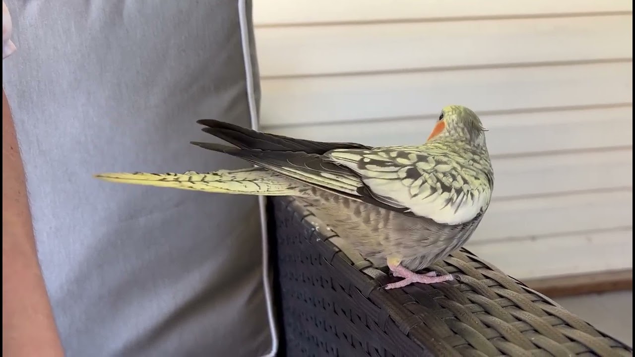 Hormonal Single Female Cockatiel Being Horny