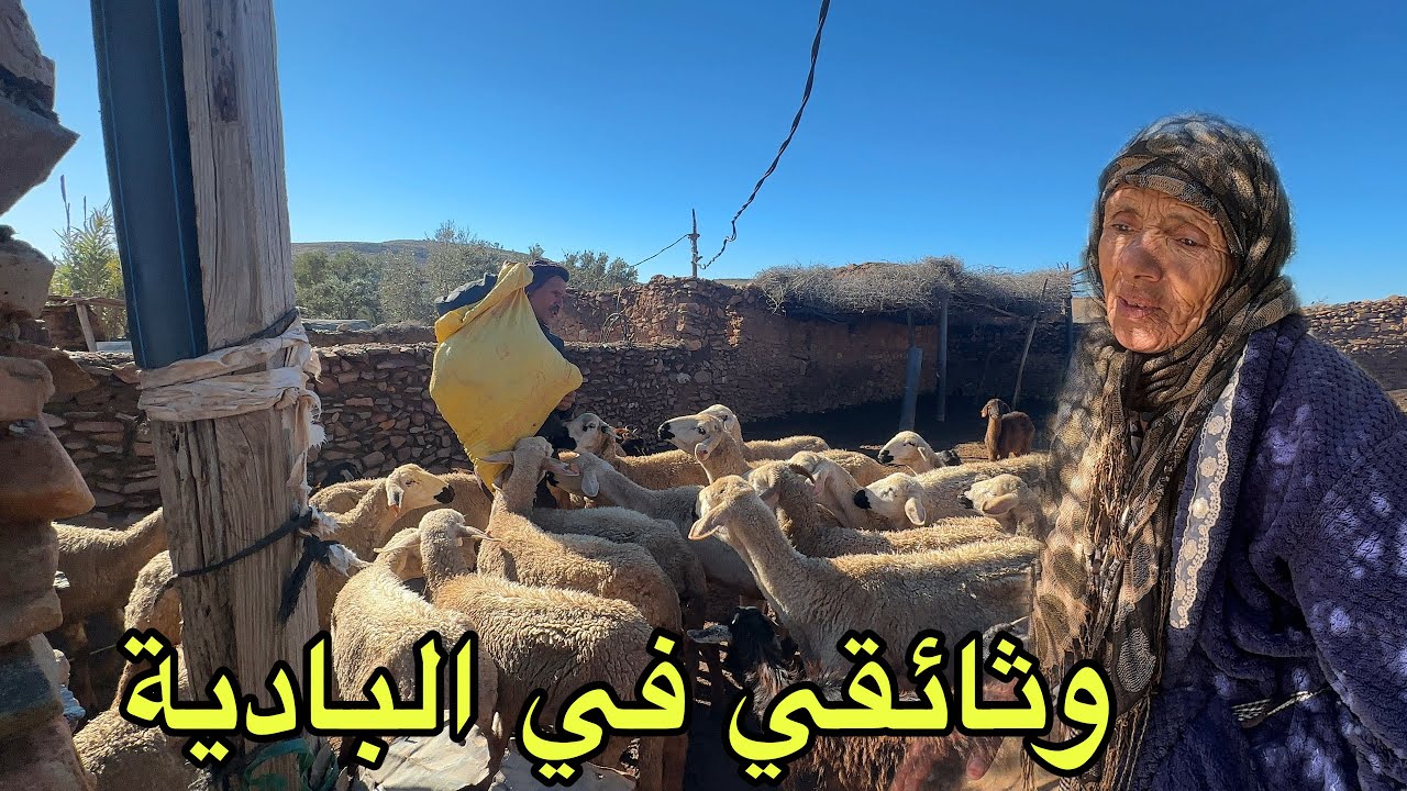 وثائقي : حياة ناس البادية في البادية 🏜️🌵 حياة لازالت تعاش منذ زمن طويل حياة تقليدية قديمة 