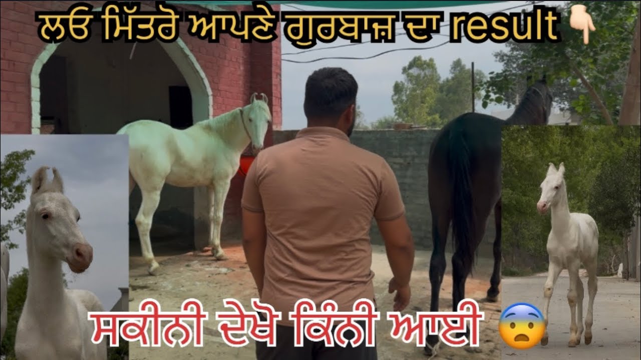 ਗੁਰਬਾਜ਼ ਦਾ ਆਗਿਆ result ਦੇਖਦੇ ਆ ਆਜੋ 👆🏻🫶🏻#horse #viral #animals #animalshorts 