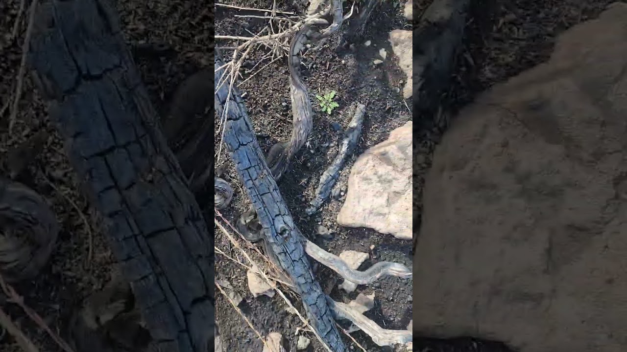 video 2