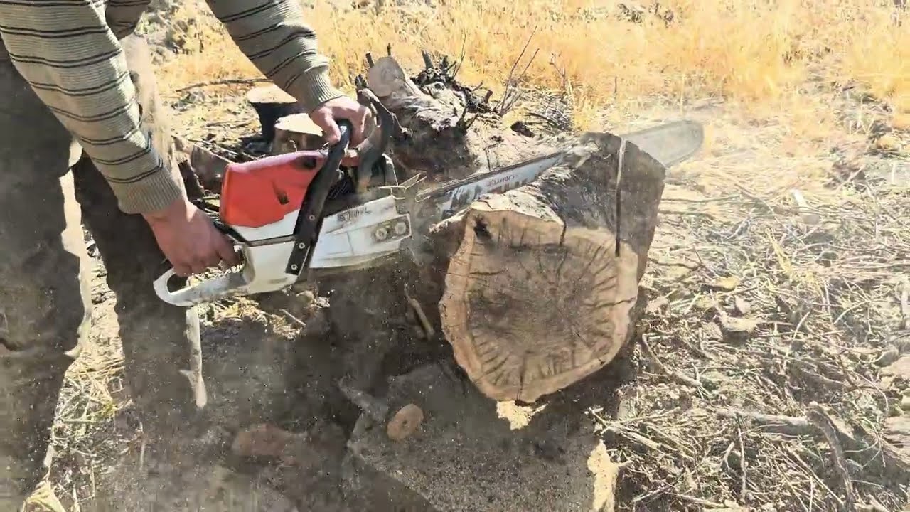 STİHL MS 462 C-M | Sert Meşe Kesimi
