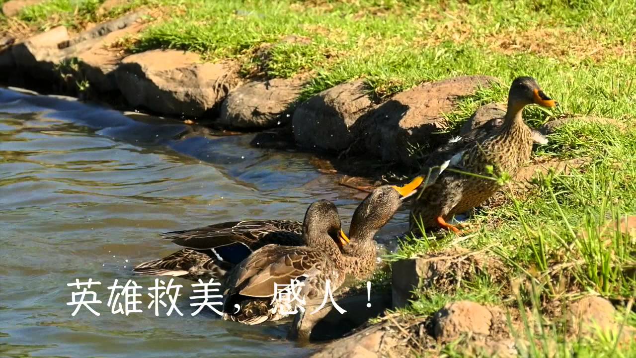 South Africa yellow－bill duck，英雄救美