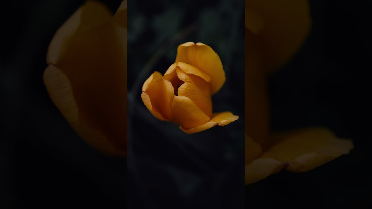 Unfolding Of The Kind