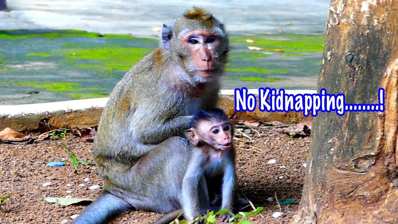 Grandma of Orphan MARTIN was Bites mistreat by other monkey full video clip at today