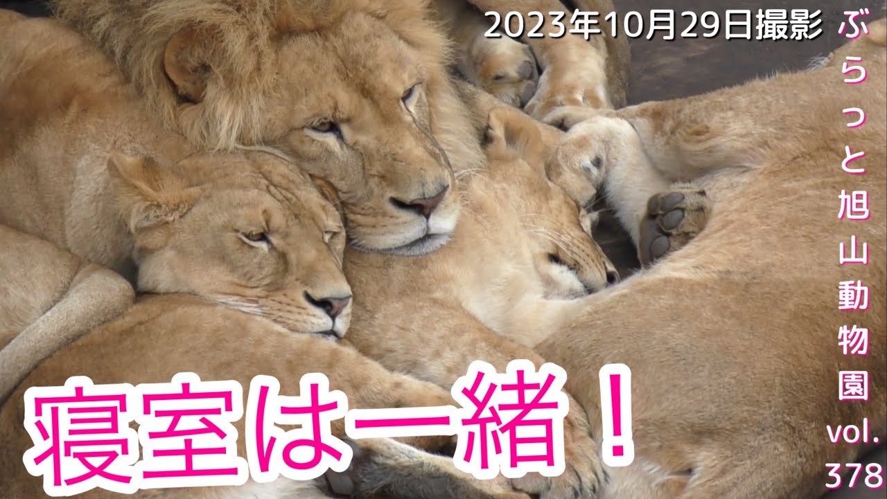 【今日のライオン】イト別室の謎？虎のキリル復活！夫婦ラブラブにキュンがとまらない！イクメンオリトパパ＆イオファミリーvol377@旭山動物園/lion couple love