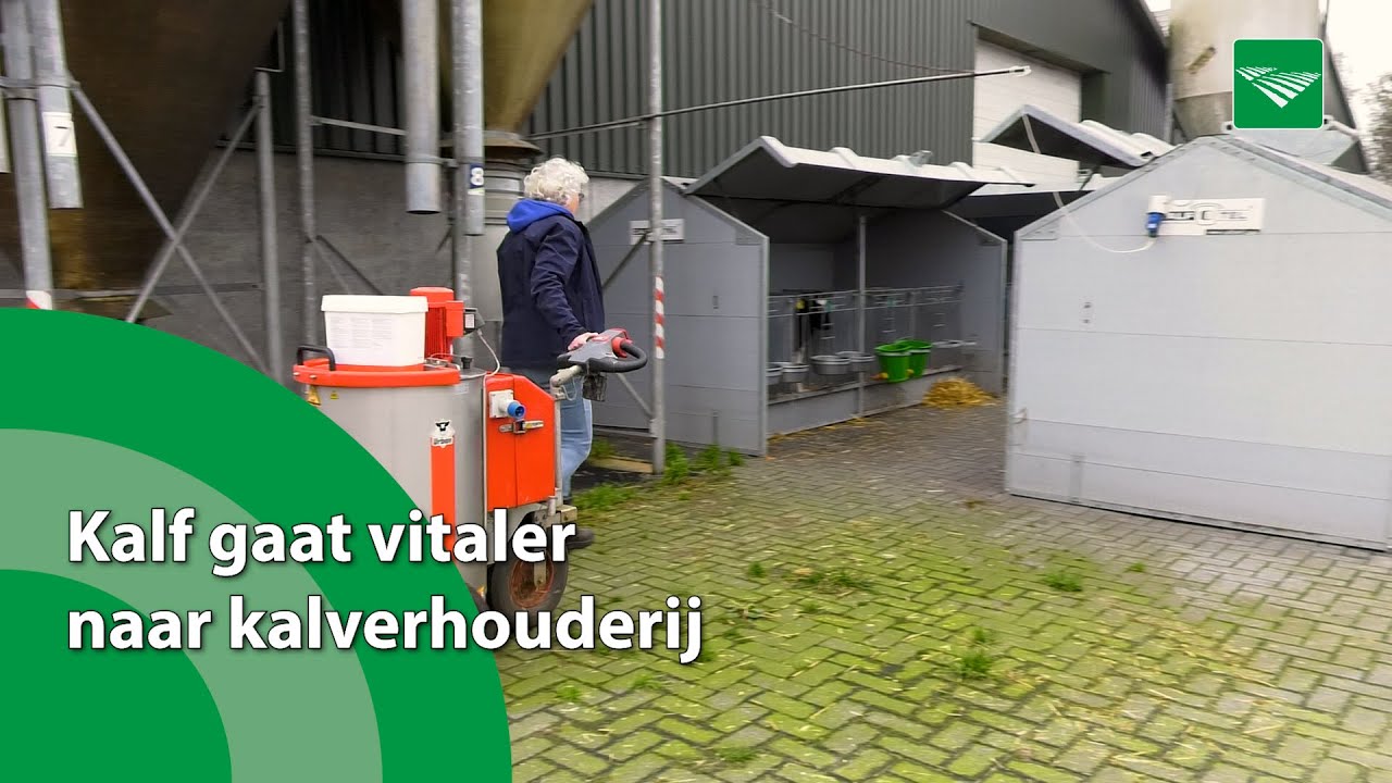 Kalf gaat door samenwerking vitaler naar kalverhouderij