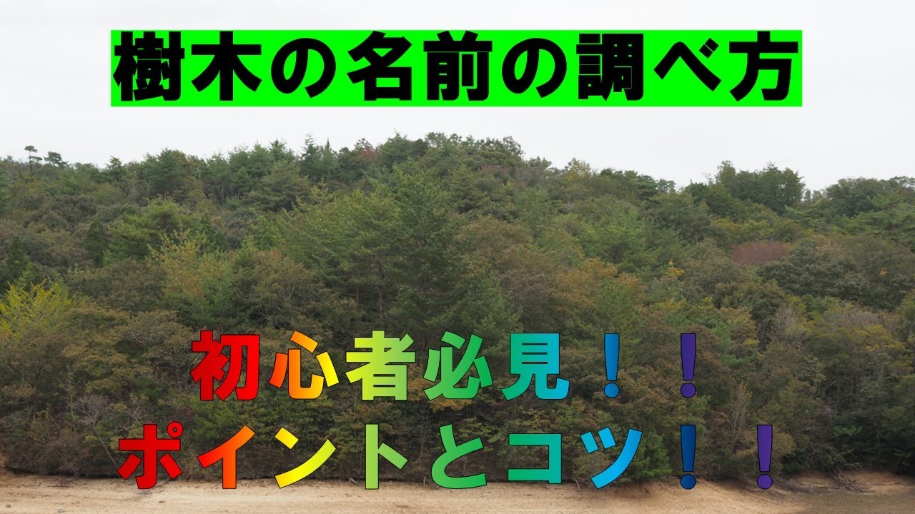【樹木の名前の調べ方】樹木を見分けるポイントとコツ