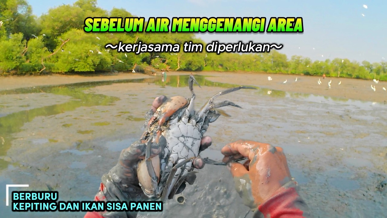 REJEKI NOMPLOK! DIBURU WAKTU Berburu Kepiting & Ikan Sisa Panen Sebelum Air Laut Menenggelamkan !