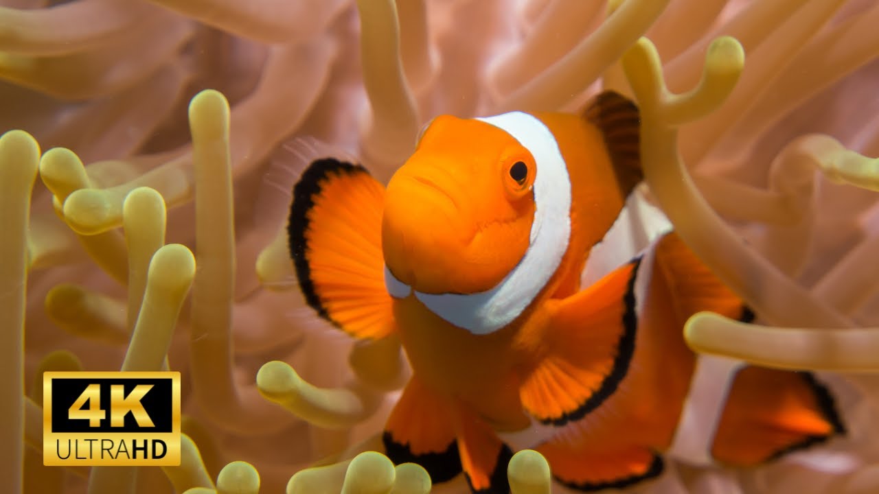 Most beautiful Clown Fish 4k in Sea Ultra Hd