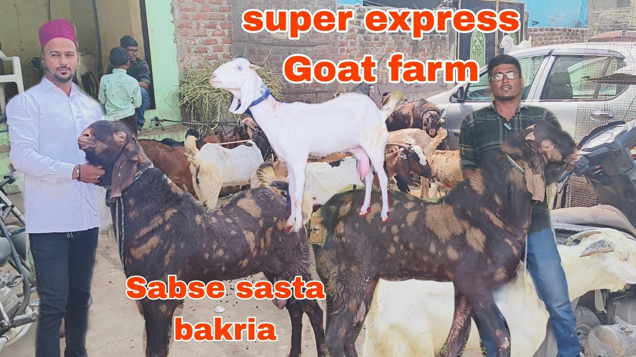Sabse sasta bakria hai super express goat female available