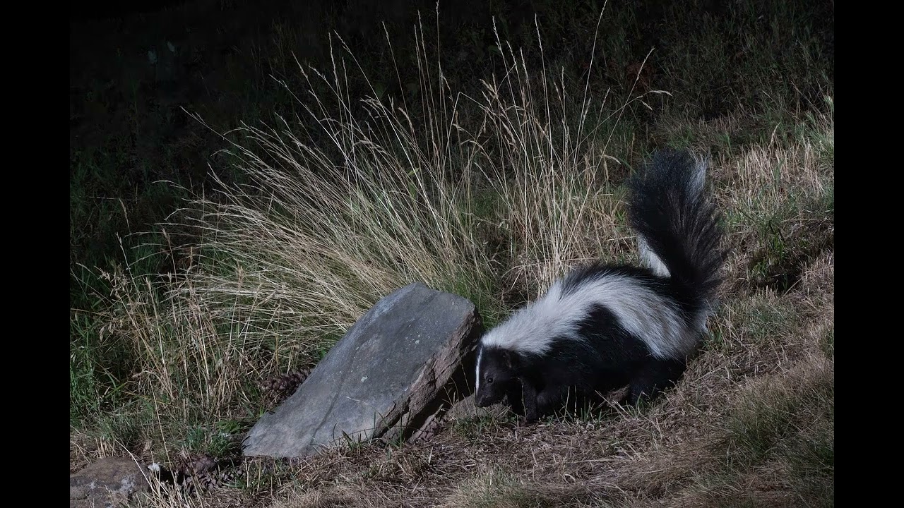 Skunk sound - Animal sounds