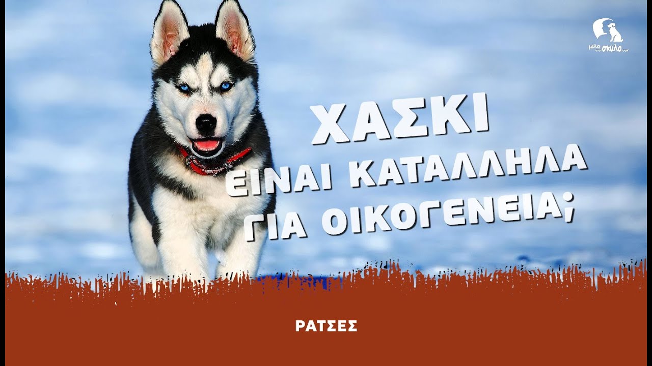 ΡΑΤΣΕΣ #2 - Χάσκι: Είναι κατάλληλα για οικογένεια; - ΜΙΛΑ ΣΤΟ ΣΚΥΛΟ ΣΟΥ