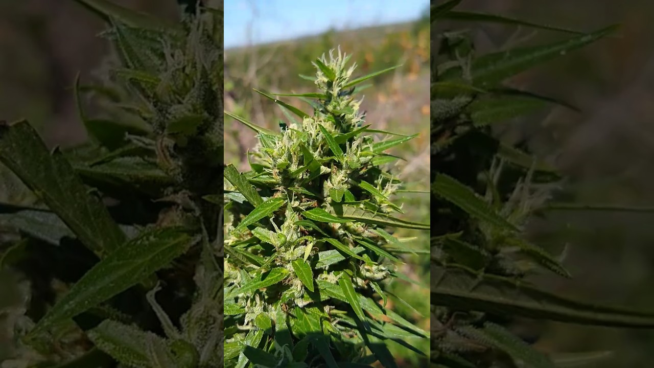 FLORA&Ccedil;&Atilde;O de CANABIS//Cultivo outdoor de maconha!