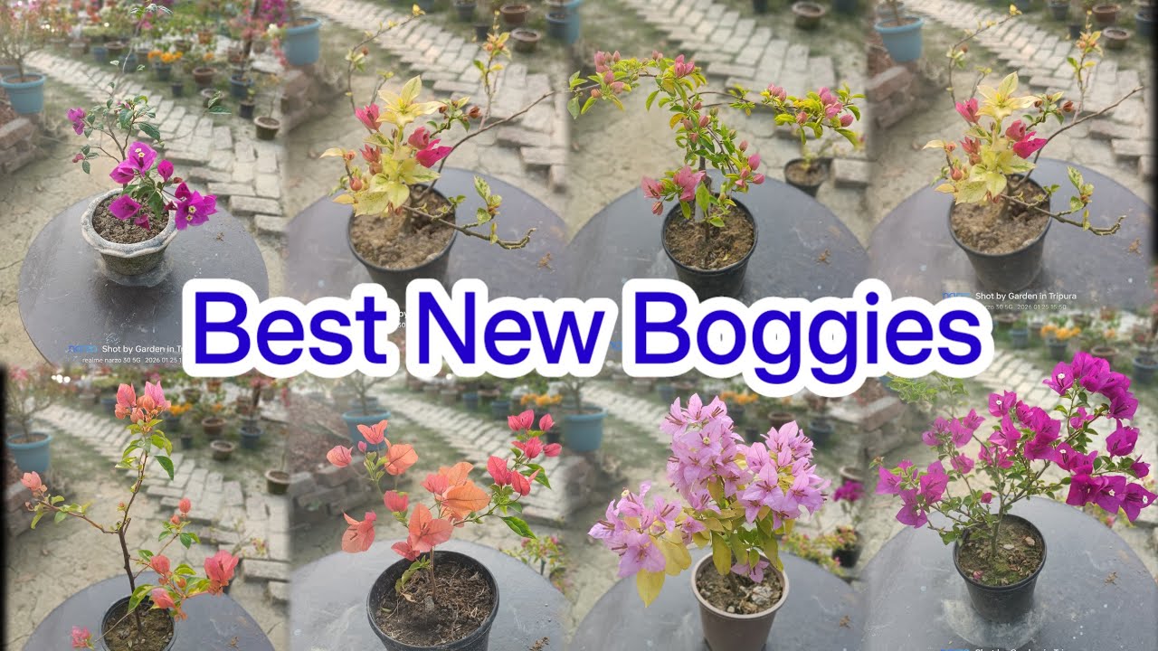 Best New variety Bougainvelia plant ll Baganbilash ll Bougainvelia plant ll Garden in Tripura ll Tr