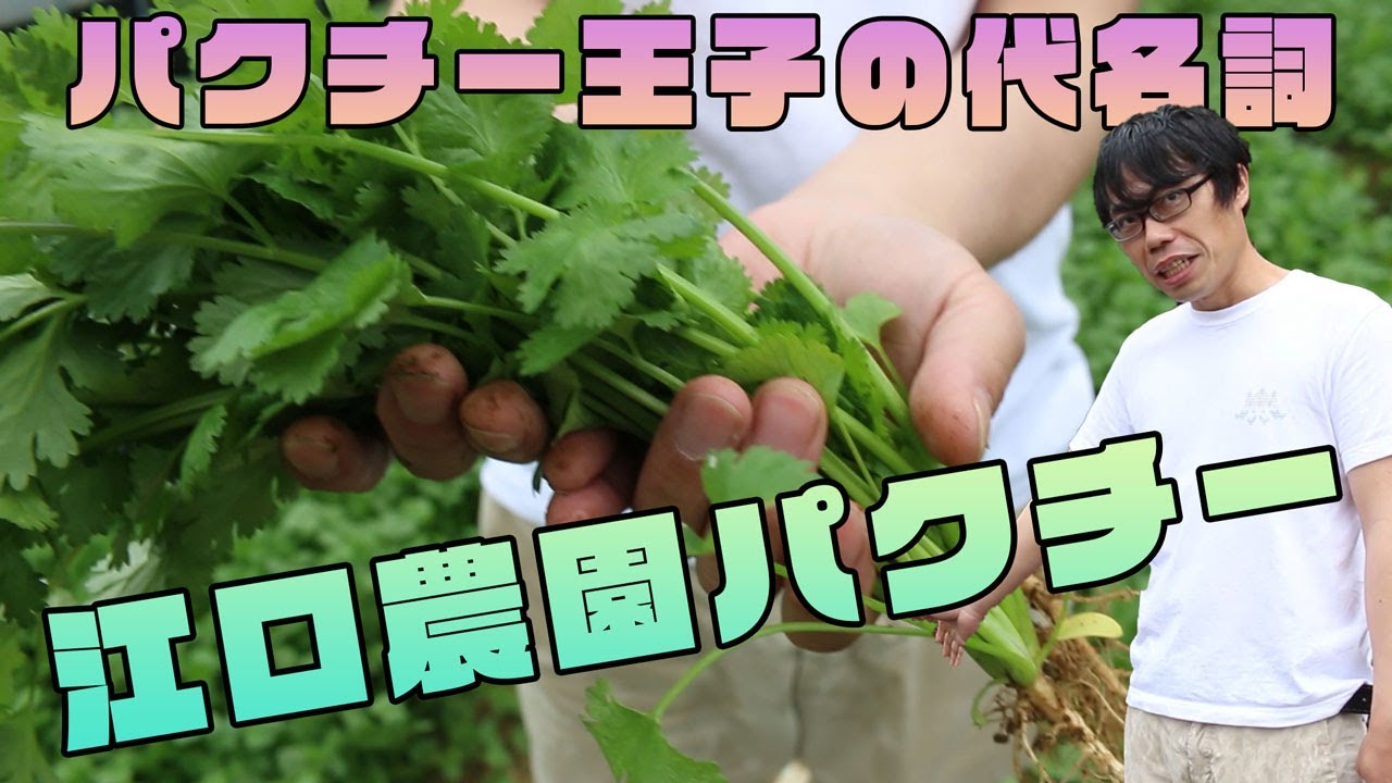 パクチー　こだわり栽培　種まき時期　プロの栽培