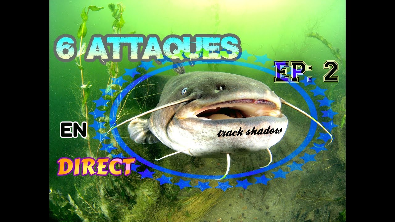 PÊCHE D'ENFER AU PARADIS ep2 Silure en 