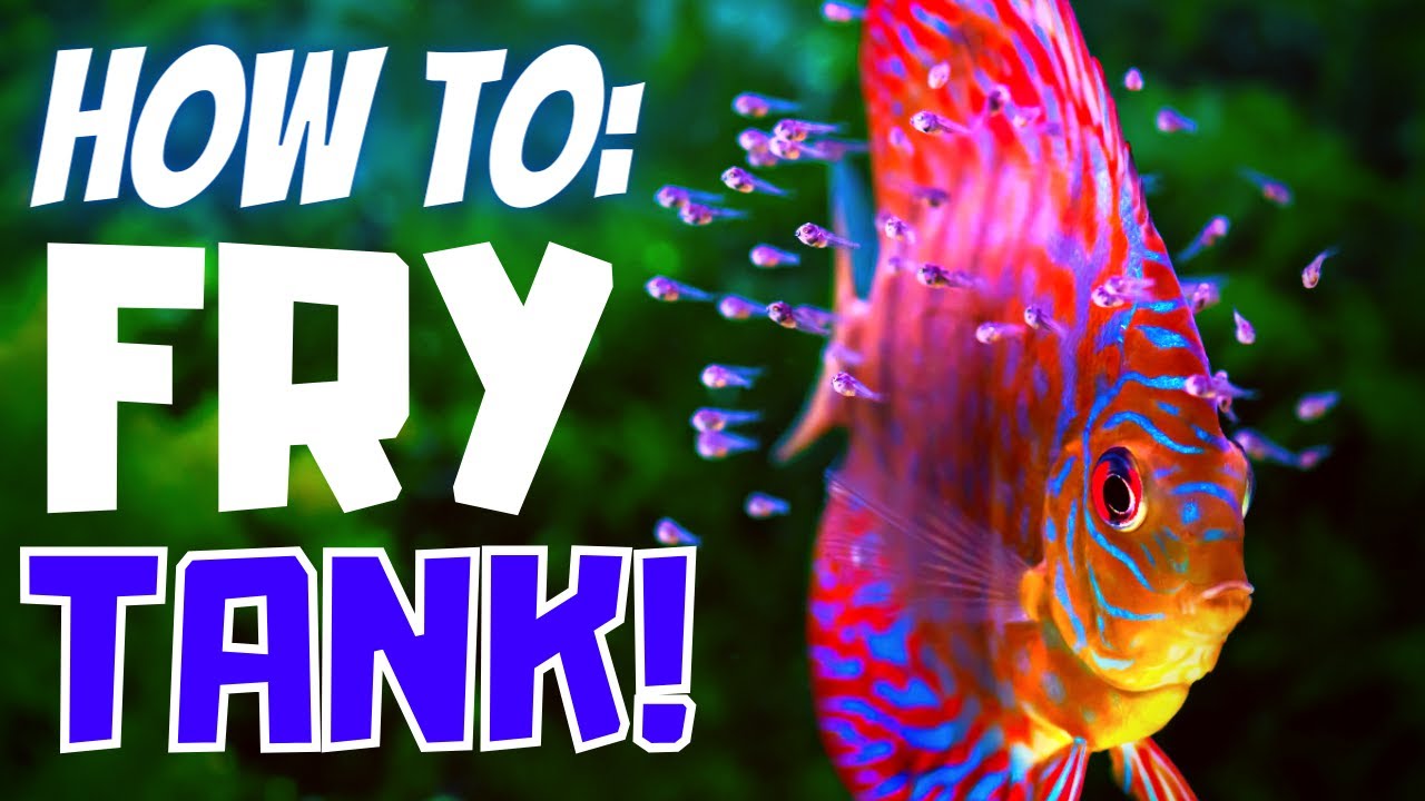 How To Easily Setup A Grow Out Tank For Baby Fish - Fry Tank Step-By-Step Process!