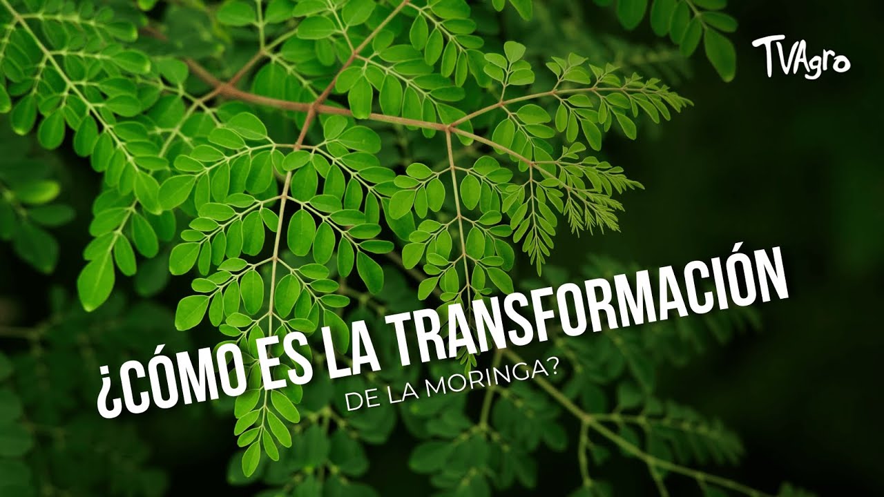 ¿Cómo es la transformación de la Moringa?   - TvAgro por Juan Gonzalo Angel