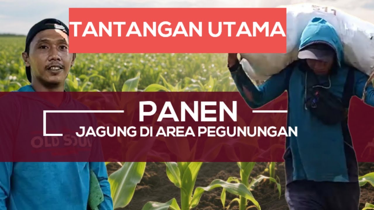 TANTANGAN UTAMA MEMANEN JAGUNG DI DAERAH PEDESAAN