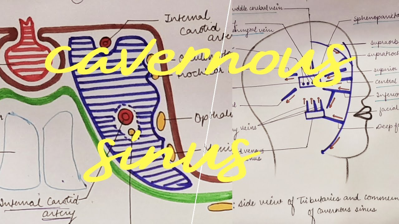 #medicose #simpletolearn #anatomy  CAVERNOUS SINUS | HEAD AND NECK ANATOMY