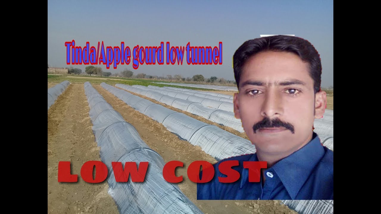 How to grow tinda in low tunnel urdu/hindi