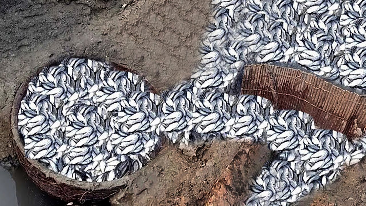 Puti is a great way to catch fish. This is really a magical way to catch puti fish.
