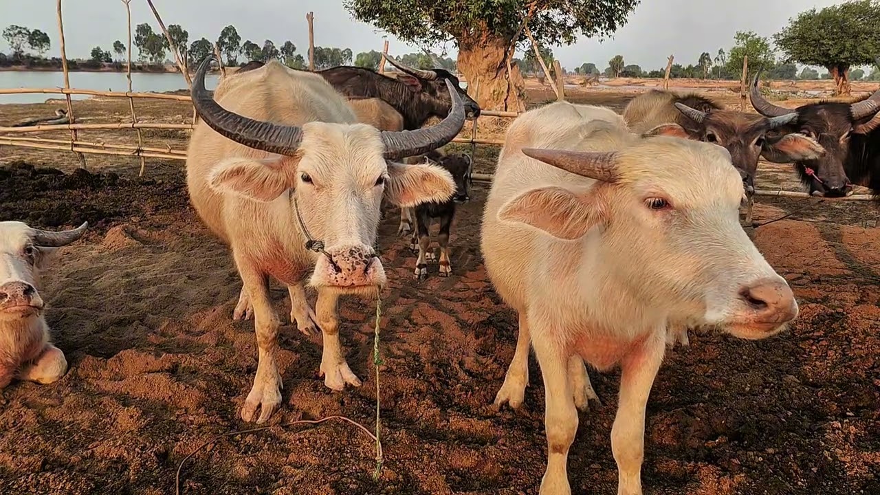 White waterbuffalo 