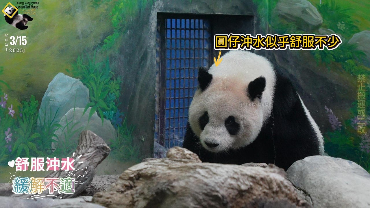 20250315 保育員葛格停下手邊打掃工作，陪發情期圓仔沖沖緩解不適 The Giant Panda Yuan Zai