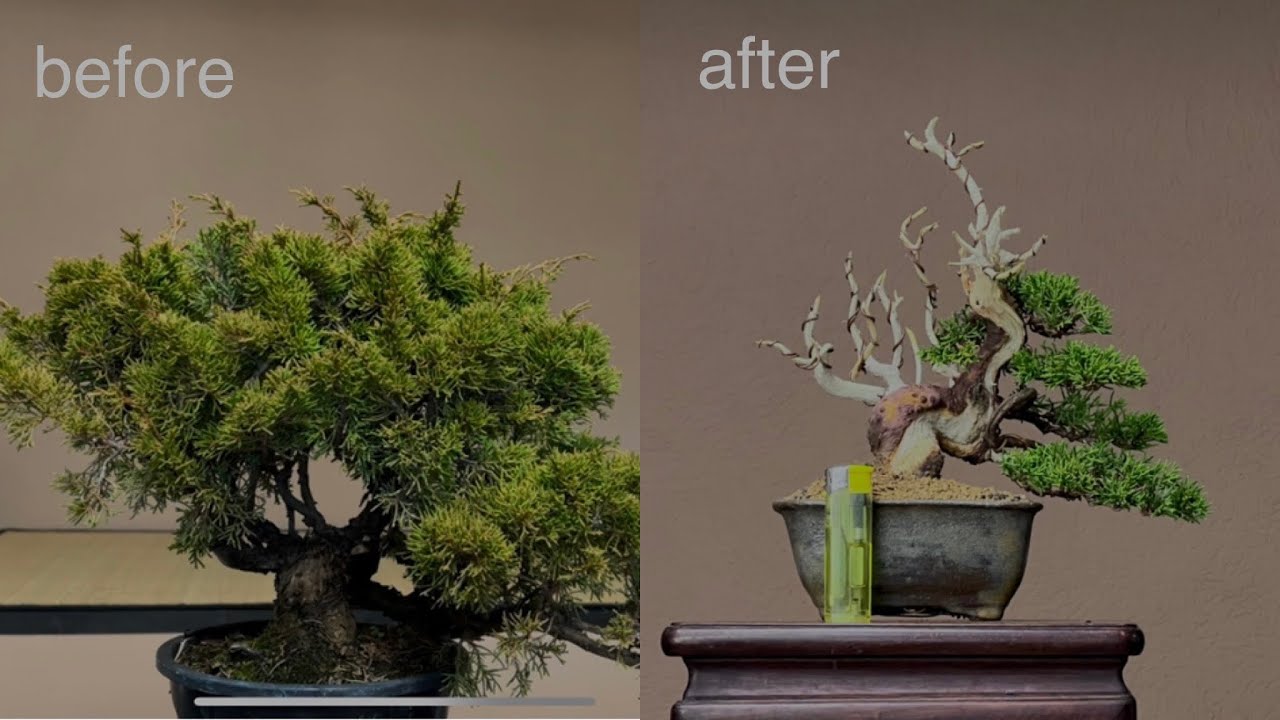 form a Juniper Shohin🍁