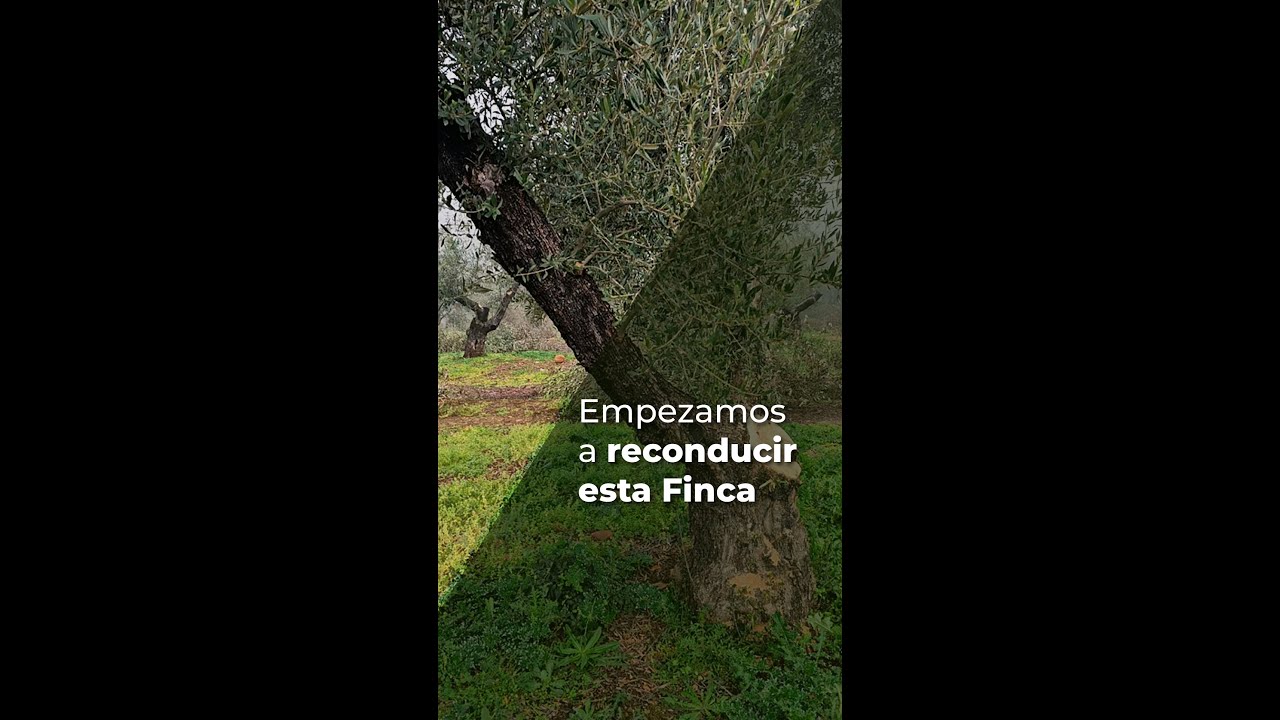 EMPEZANDO A RECONDUCIR ESTA FINCA - OLIVAR