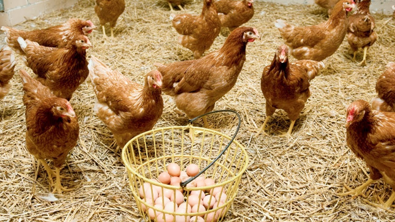 Ternak Ayam Petelur Tanpa Kandang! Simak 5 Caranya yang Tepat Di Sini!