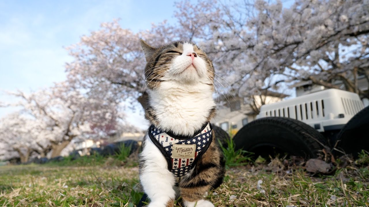 When I went to see the cherry blossoms with the cat Coco, it was beautiful