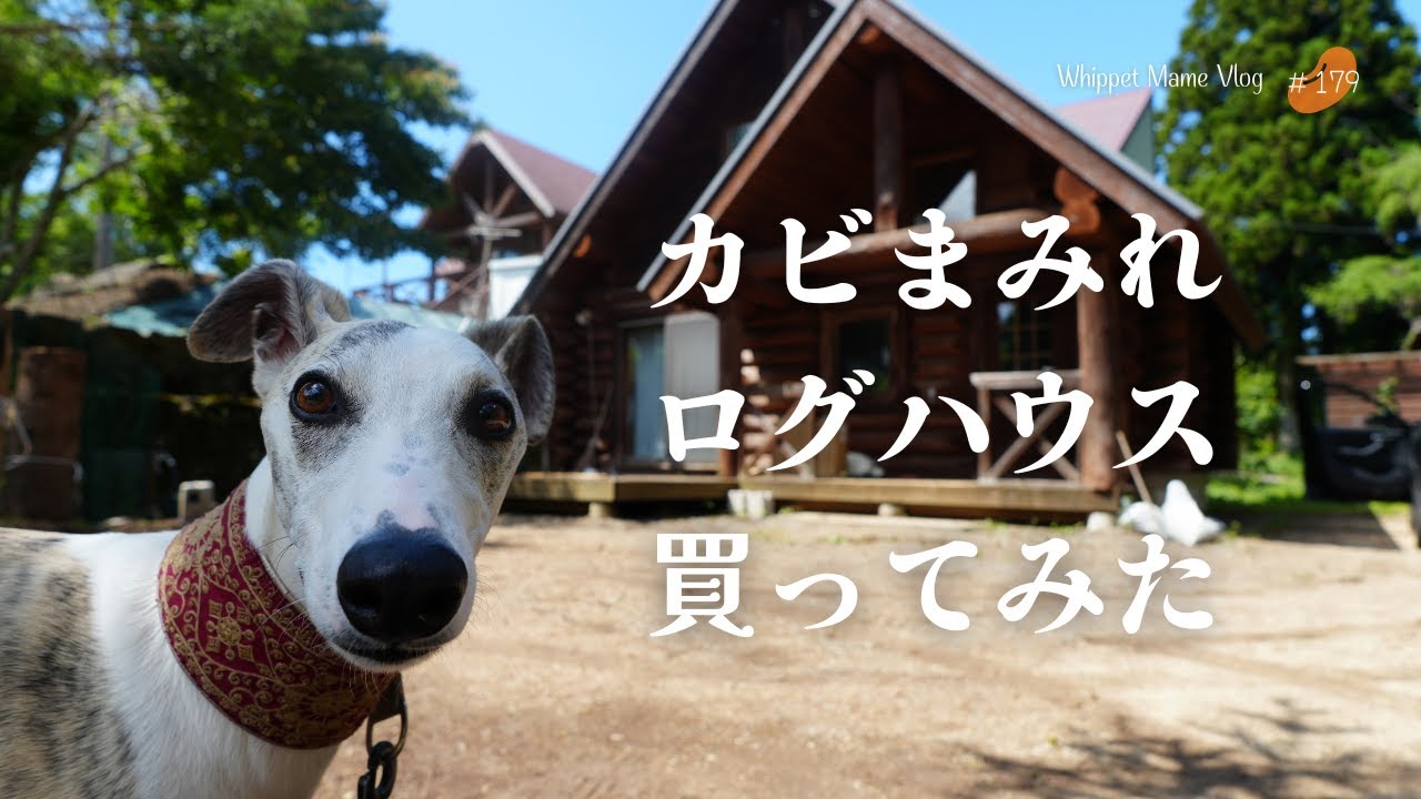 数年放置されたログハウスを愛犬のために買ってみた　#179