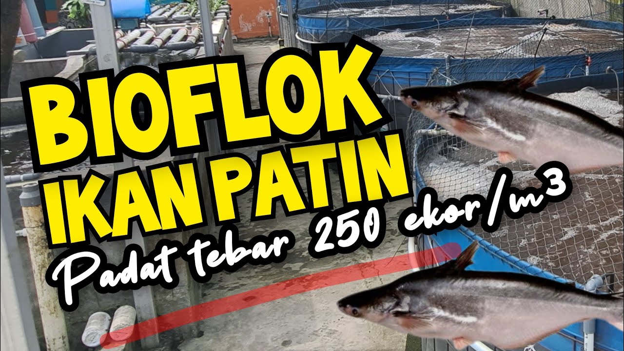 Budidaya Ikan Patin Sistim Bioflok ‼️ Apa BIsa Padat Tebar 250 ekor per m³ ⁉️