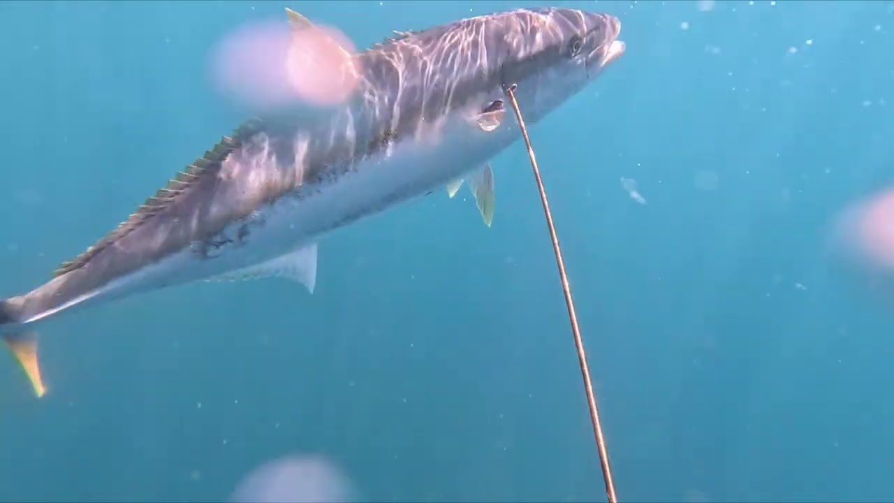 Bent my brand-new shaft on a fat spring kingfish!