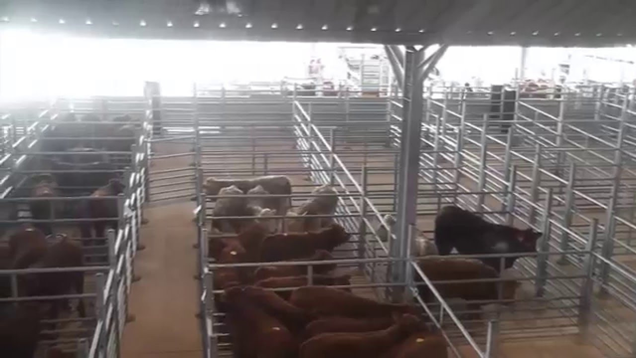 Marché au cadran Les Hérolles (86) - Contention
