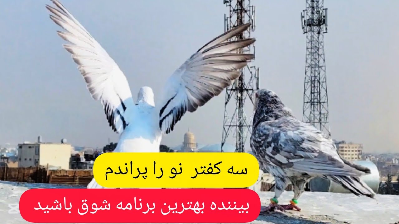 سه کفتر نو را پراندم  ،  شوق جالب و دیدنی  همچنا دوش و زد و خورد خیل ها در آسمان کابل ❤شوق شاهی❤