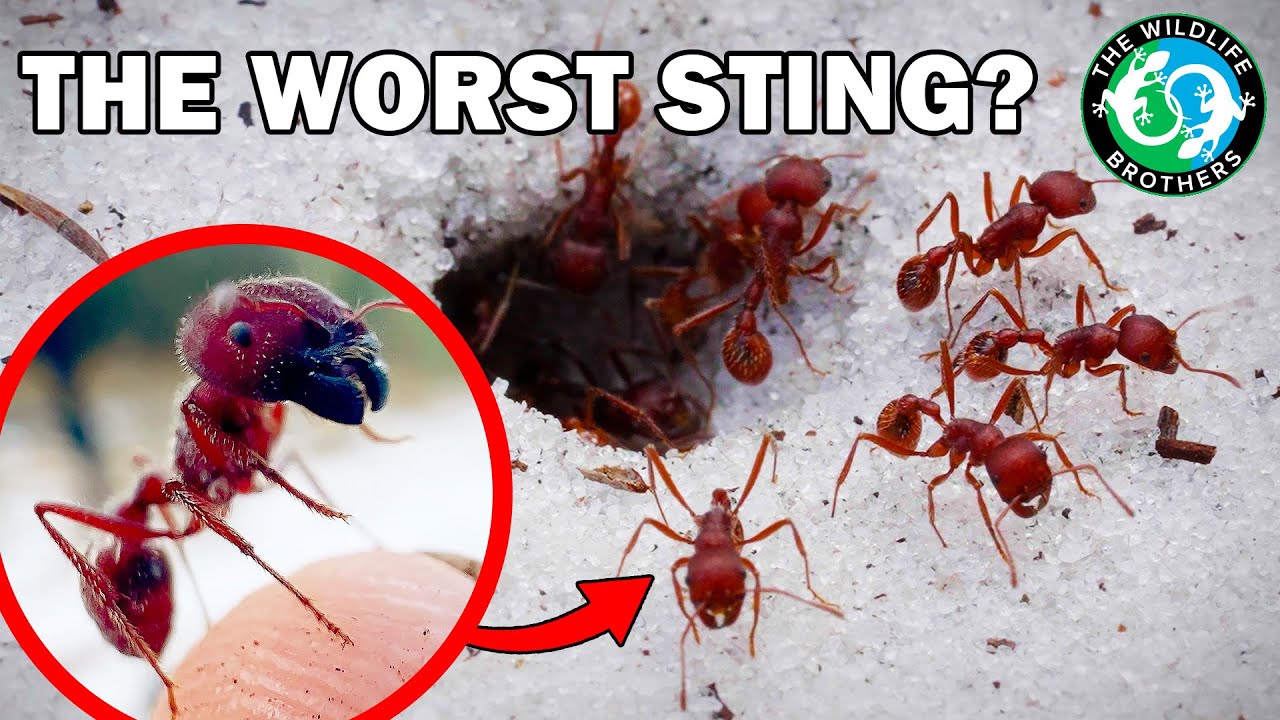 The Insane Biology of: Florida's Most Venomous Insect (ft. @MyWildBackyard)