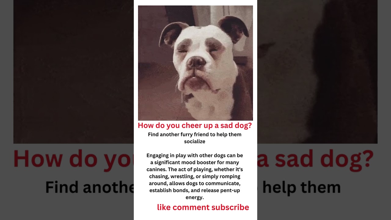 How do you cheer up a sad dog? #shorts #dog #sad #cheerup #doghealth #dogapparel