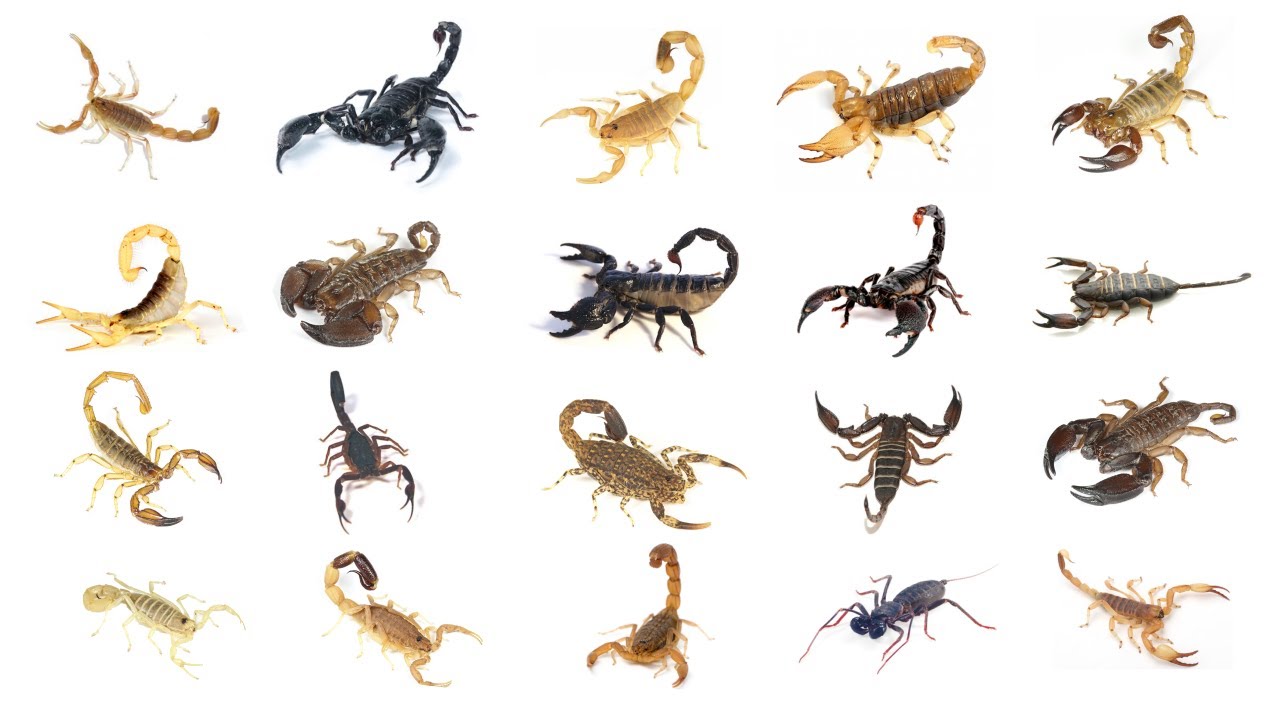 Types of Scorpions | Learn 20 Different Types of Scorpions In English | Scorpion Species Names Pics