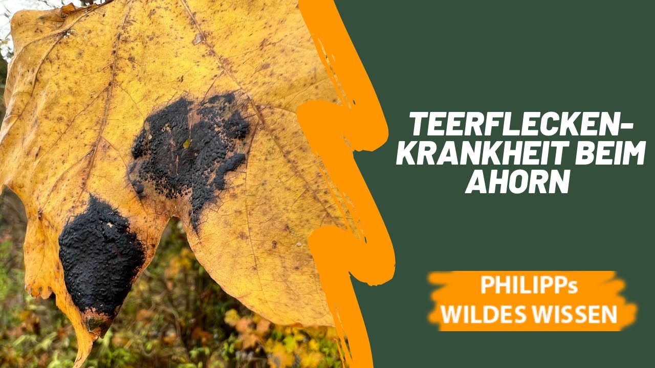 Schwarze Flecken auf Ahornbl&auml;tter - Teerflecken-Krankheit