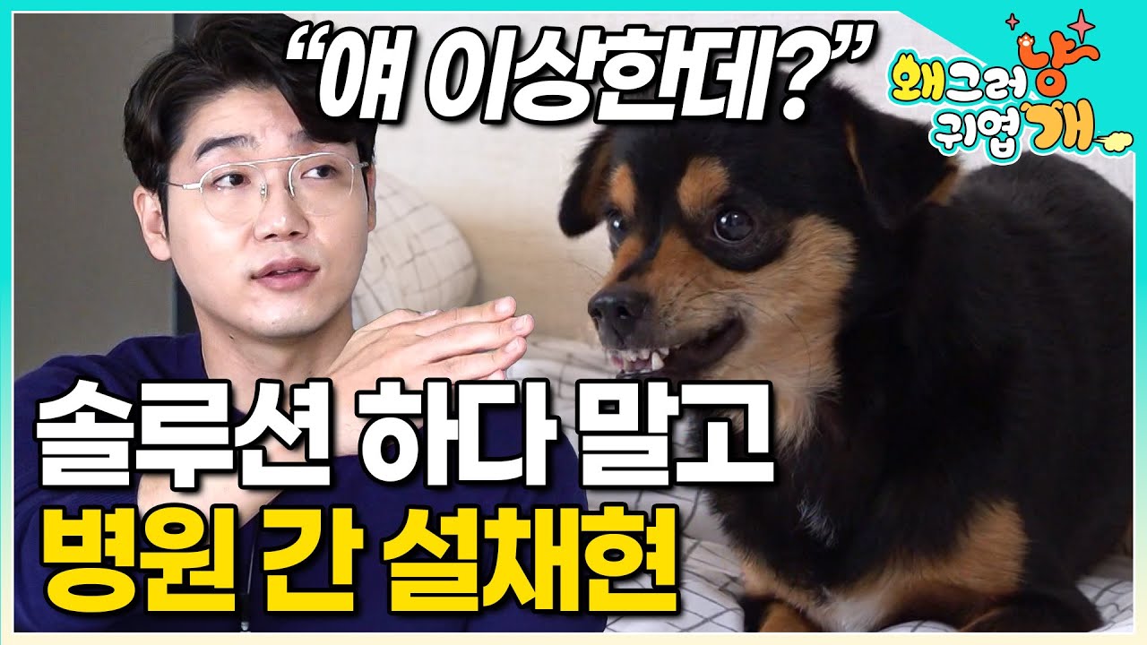 만지려고 하면 폭발하는 초 예민견! 열심히 솔루션을 하던 설채현 수의사가 긴급 중단하고 병원으로 데려간 이유│#왜그러냥귀엽개