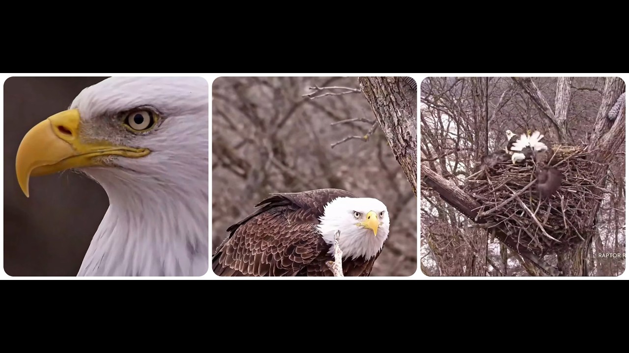 Decorah Eagles - North Nest, fight between two male eagles 10.02.2026 Explore Live Nature Cams