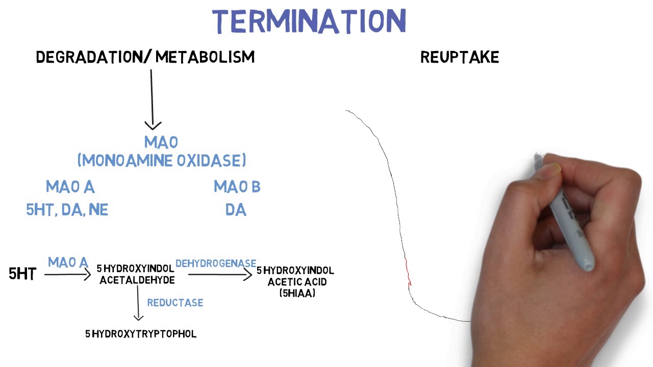 serotonin neurotransmission, 5-HT, 5- hydroxy tryptamine, emesis, migrain, atypical antipsychotic...