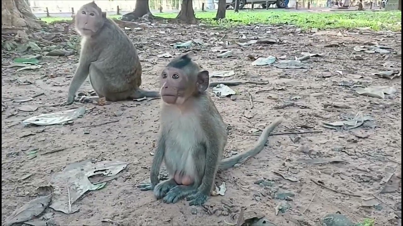 The Funniest Monkey Video You’ll See Today 😂🐒” @Angielika_1404 