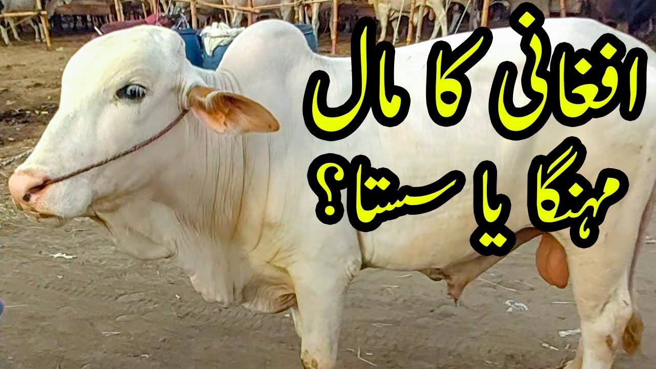 RATES & BARGAINING with Afghani at Sohrab Goth Cow Mandi 2020 | Bakra Eid 2020 | Qurbani Cows 2020