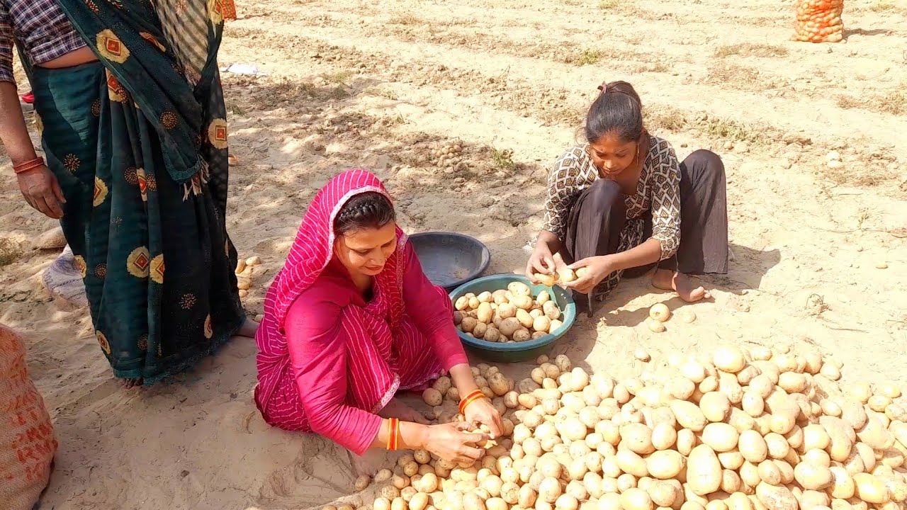 💁त्योहार से पहले निपटाने हैं ये सारे काम हो गई आलू की खुदाई और बगिया में भूने आलू😋||